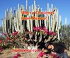 Cactus Mexico